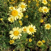 Anthemis tinctoria 'E. C. Buxton'